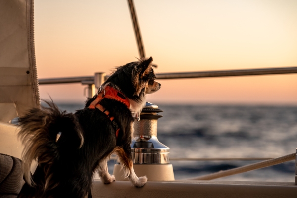 Chihuahua at sea